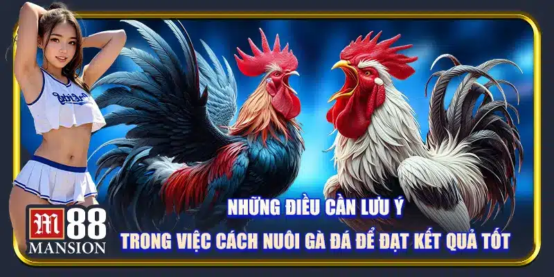 Những điều cần lưu ý trong việc cách nuôi gà đá để đạt kết quả tốt